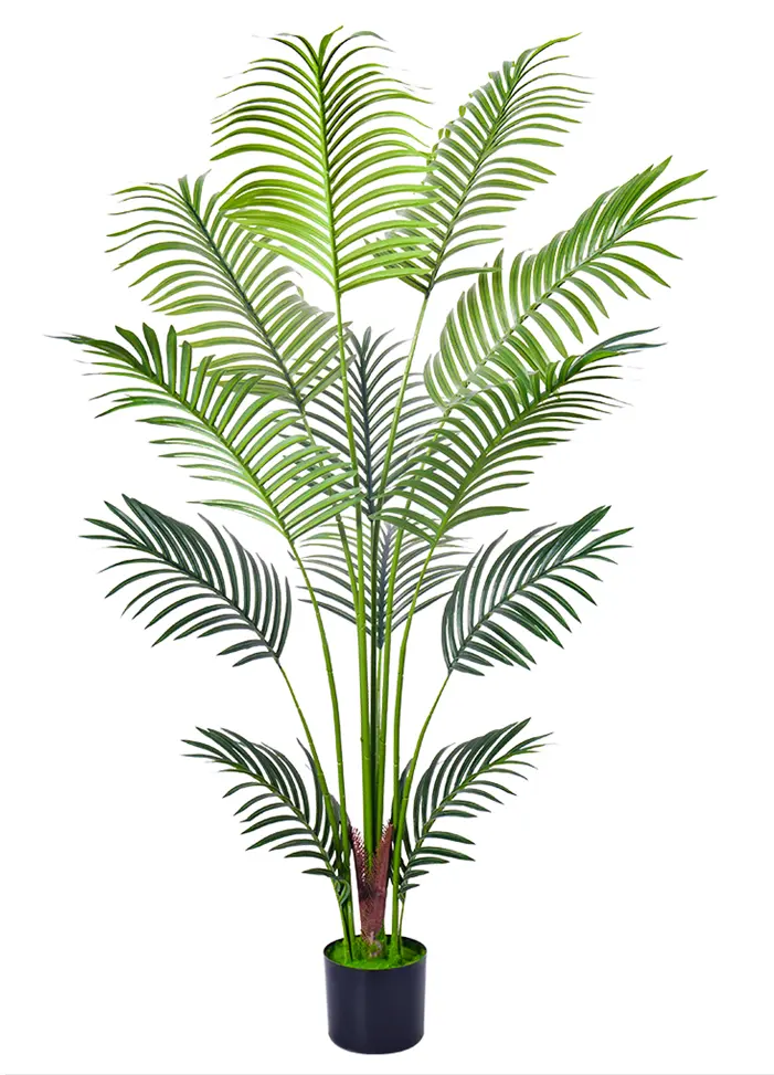 Palmera Areca