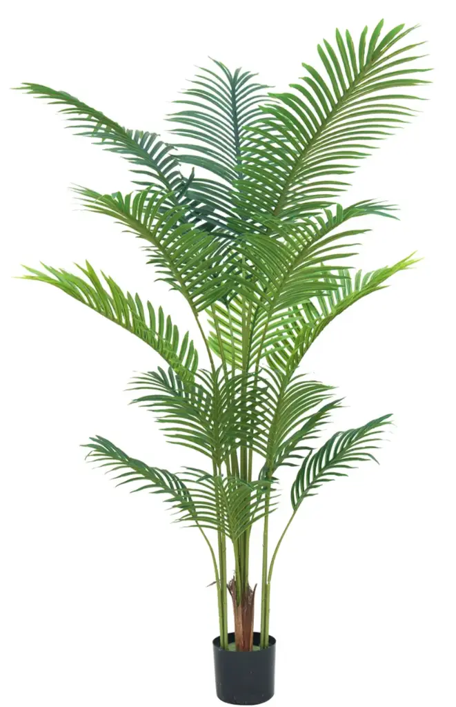 Palmera Areca