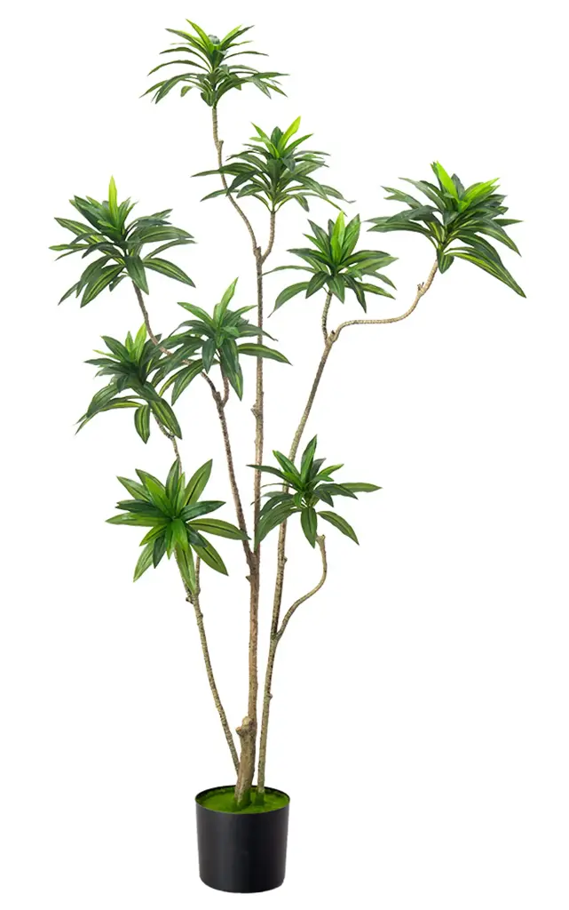 Dracaena