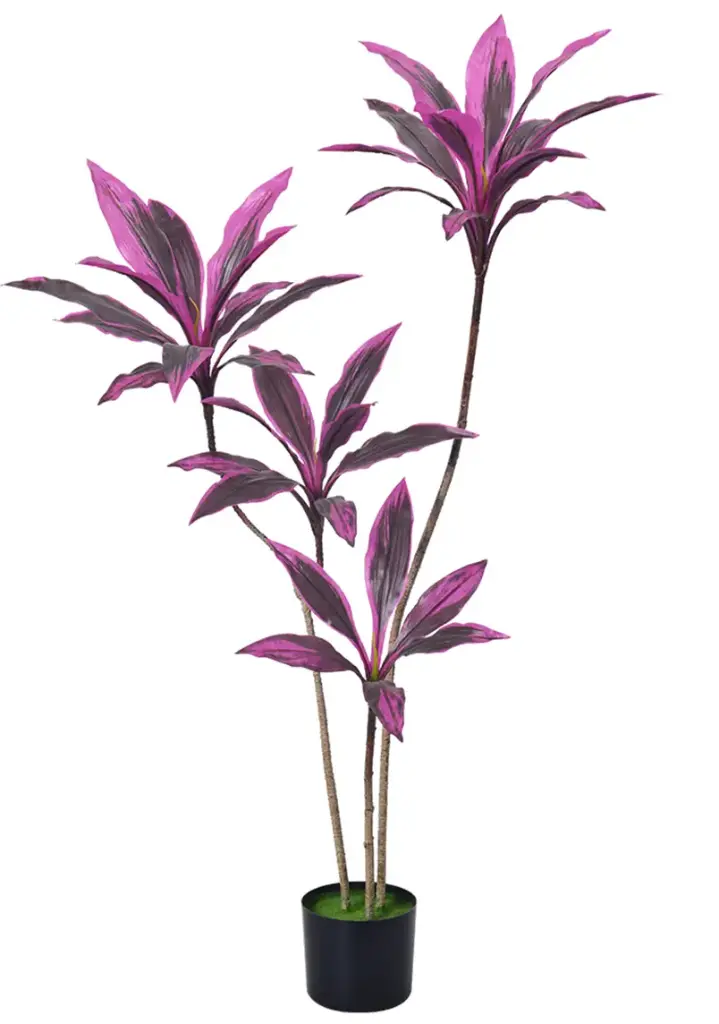 Dracaena morada 