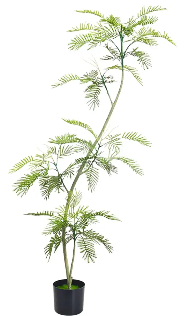 Cojoba