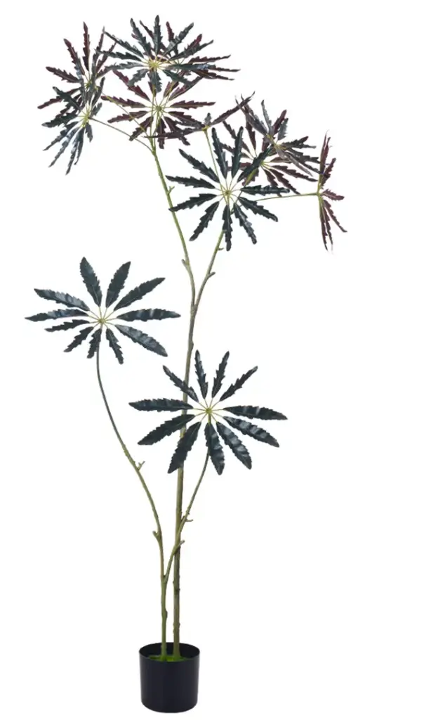 Aralia marrón 