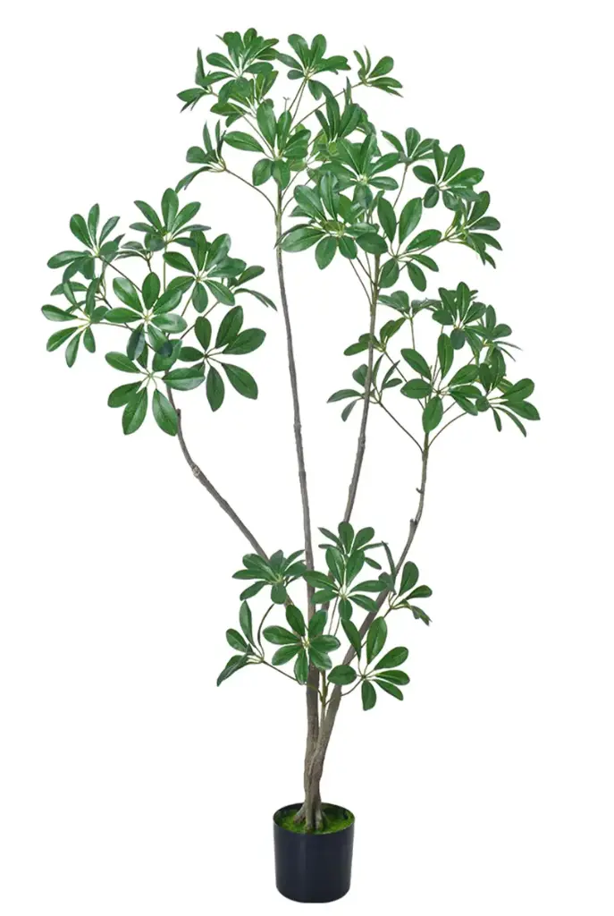 Schefflera Arborícola 