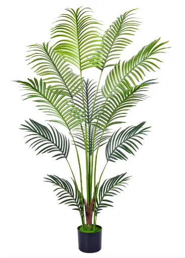[PC616A0140G2] Palmera Areca