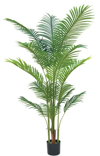[PC616B0160G2] Palmera Areca