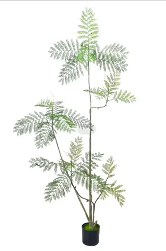 [PC001C0150G2] Árbol de Mimosifolia