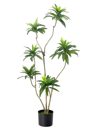 [PC207A0120G2] Dracaena