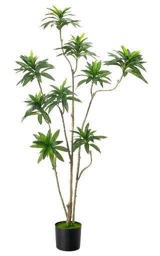 [PC207A0150G2] Dracaena