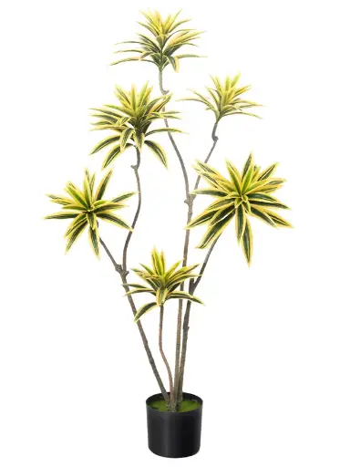 [PC207A0120GY] Dracaena canción de la India