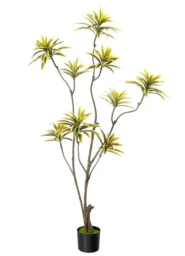 [PC207A0150GY] Dracaena canción de la India