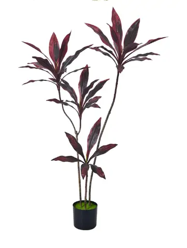 [PC206B0120DR] Dracaena Roja