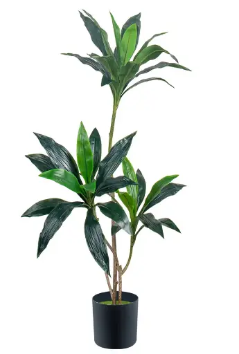 [PC206B0090G2] Dracaena hoja grande