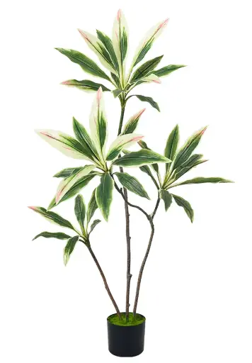 [PC206B0120GW] Dracaena punta rosa 