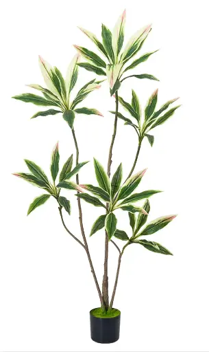 [PC206B0150GW] Dracaena punta rosa 