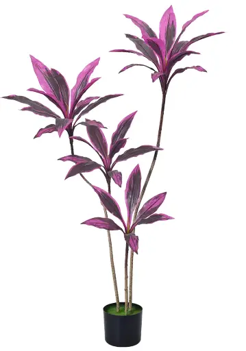 [PC206B0120GR] Dracaena morada 