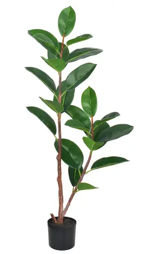 [PC620D0120G2] Ficus Elástica