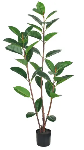 [PC620D0150G2] Ficus Elástica