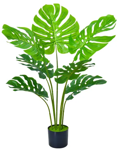 Monstera