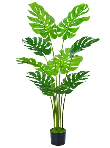 [PC629F120G2] Monstera