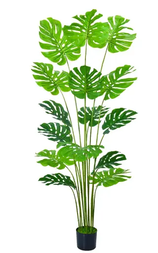 [PC629F180G2] Monstera