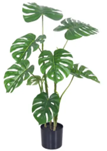 [P629H0090G2] Monstera