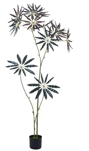 [PC690B0150GR] Aralia marrón 