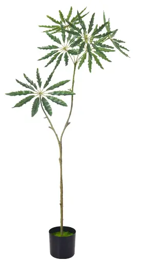 [PC690B0120G2] Árbol Aralia 