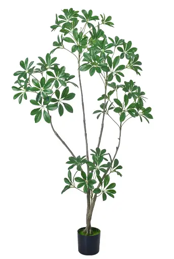 [PC019A0150G2] Schefflera Arborícola 